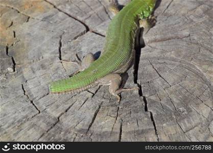 Regeneration of the lizard's tail. An ordinary quick green lizard. Lizard on the cut of a tree stump. Sand lizard, lacertid.. Regeneration of the lizard's tail. An ordinary quick green lizard. Lizard on the cut of a tree stump. Sand lizard, lacertid lizard