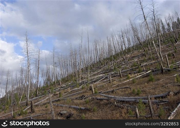 Regrowth after wildfire
