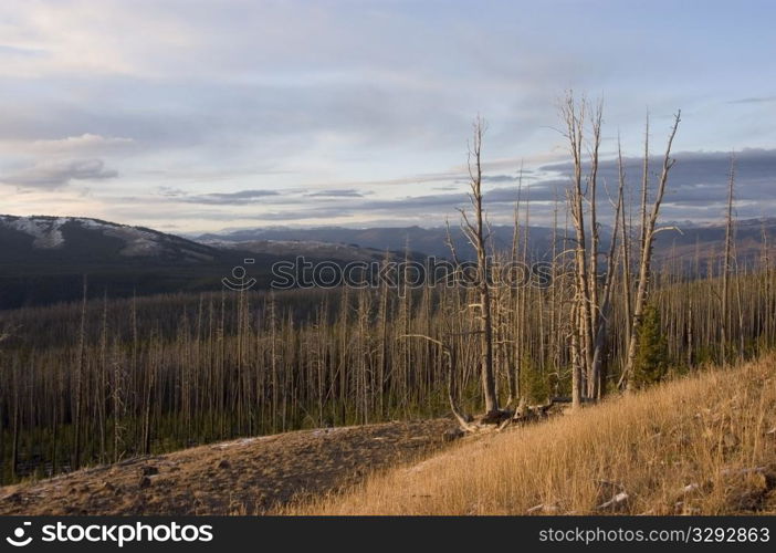 Regrowth after wildfire