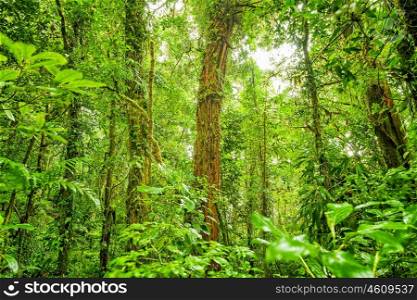 Rein forest background, fresh green jungle natural landscape, beautiful dense cloud forest, exotic tropical nature, wild Costa Rica, Central America&#xA;