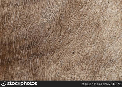 Reindeer fur, close up background