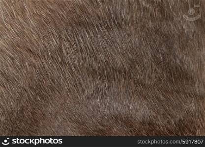 Reindeer fur, close up background