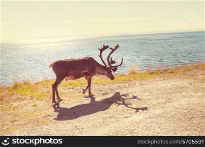 reindeer in Norway