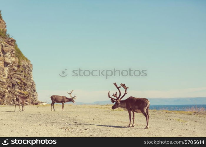 reindeer in Norway