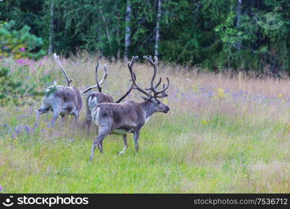 Reindeer in Norway in summer season