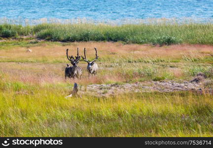 Reindeer in Norway in summer season