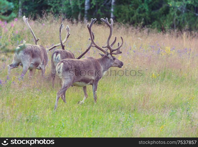 Reindeer in Norway in summer season