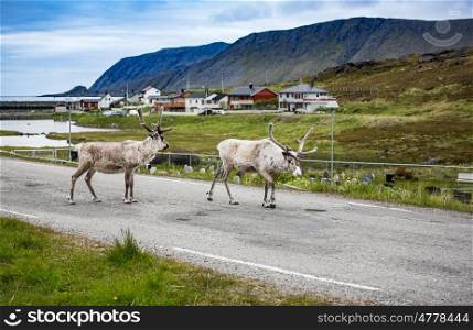 Reindeer in the North of Norway, Nordkapp