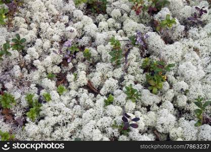Reindeer lichen under natural conditions. Summer