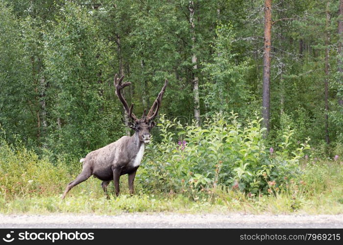 Reindeer on the roadside with interest looks in the picture. Finland. Lapland.