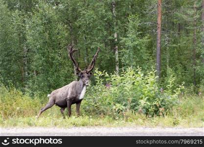 Reindeer on the roadside with interest looks in the picture. Finland. Lapland.