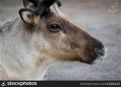 Reindeer portrait close up view