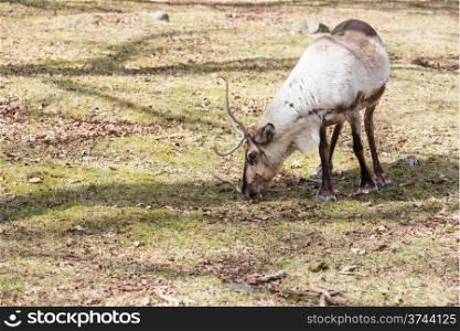 Reindeer, Rangifer tarandus eating grass on a sunny day in spring