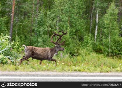 Reindeer running on the side of the road in the green forest. Finland. Lapland.