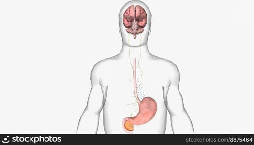 Relationship between gastric emptying and brain. 3D rendering. Relationship between gastric emptying and brain