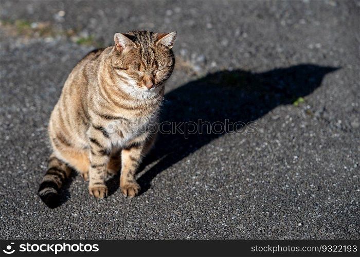 Relax Stripe brown cat sunbathing on the floor.