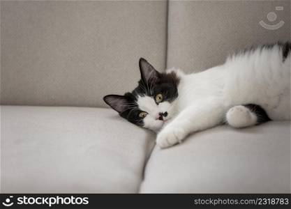 Relaxed black and white cat lying on couch in living room and looking at camera. Peaceful cat chilling on sofa in flat