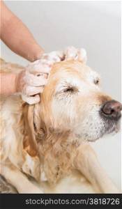 Relaxing bath foam to a Golden Retriever dog