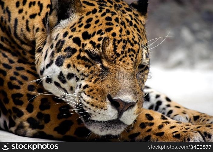 Relaxing jaguar. Relaxing jaguar, close-up portrait