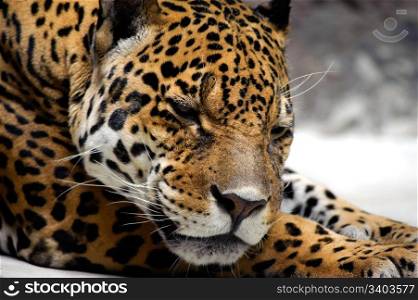 Relaxing jaguar. Relaxing jaguar, close-up portrait