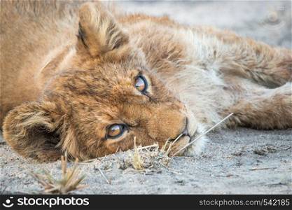 Relaxing Lion cub in the Kruger National Park, South Africa.