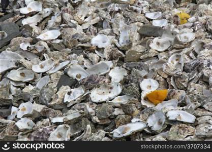 Remains eaten oysters, port of Cancale, France