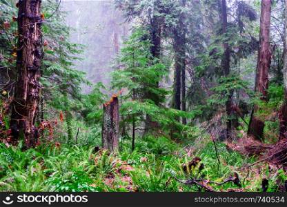Remains of broken tree in lush wet forest in fog in British Columbia, Canada.