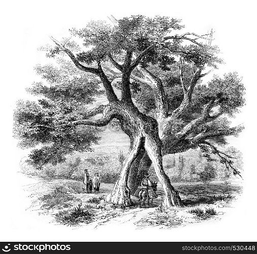 Remarkable trees, vintage engraved illustration. Magasin Pittoresque 1852.