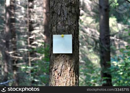 Reminder notes on the trunk of spruce