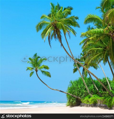 Remote island beach resort with coconut palm trees white sand and perfectly clear blue sky