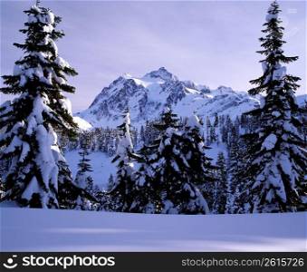 Remote snow-covered mountain and trees