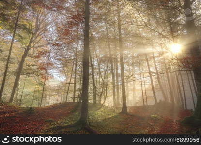Representative image for the fall season, with a colorful forest, enlightened by sun rays that pierced the morning mist, in Fussen, Germany.