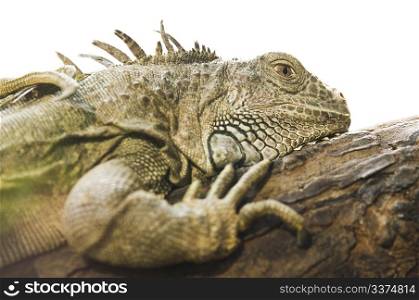 Reptile lying on tree isolated on white