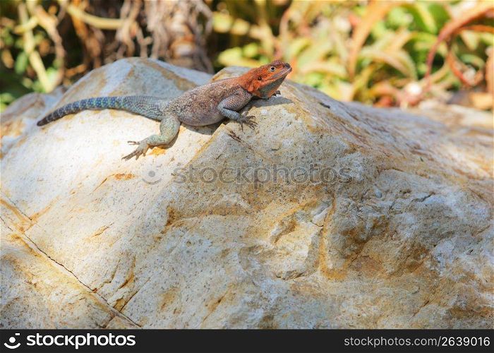 reptile on a rock