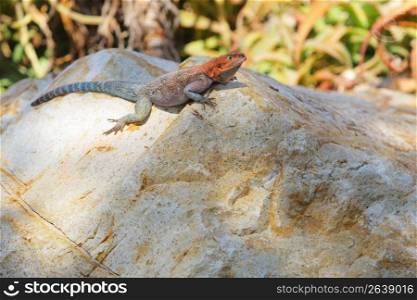 reptile on a rock