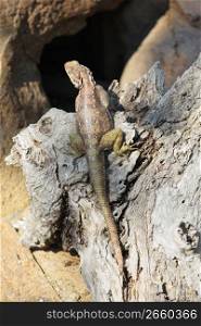 reptile on wood