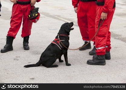 Rescue dog