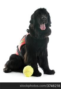 rescue newfoundland dog in front of white background