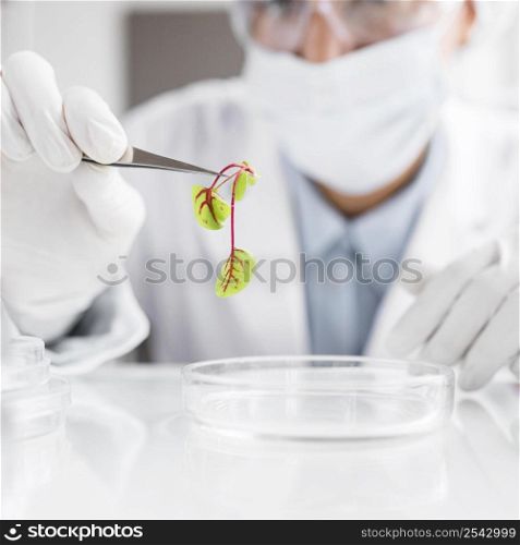researcher biotechnology laboratory with plant petri dish