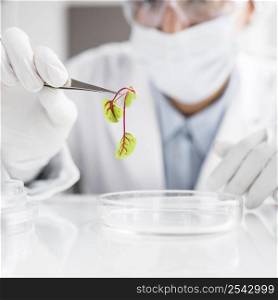 researcher biotechnology laboratory with plant petri dish