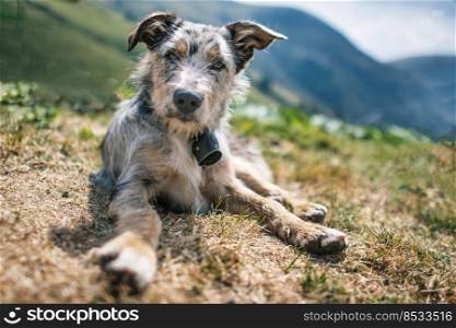 Rest of a mountain pasture sheepdog in the Italian mountains