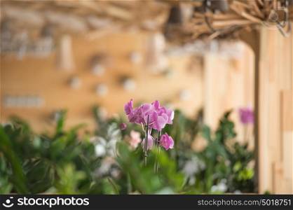 Restaurant or office in ecological theme - flower closeup
