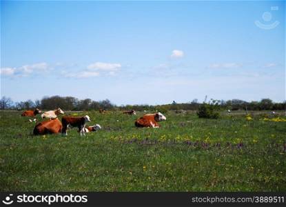 Resting cattle at spring in a grassland with flowers
