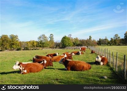 Resting cattle in a swedish rural landscape