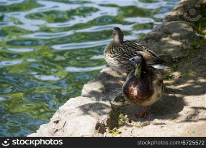 Resting ducks