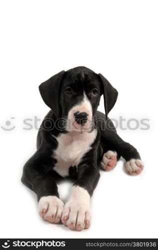 Resting great dane puppy on white background.
