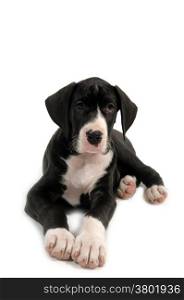 Resting great dane puppy on white background.