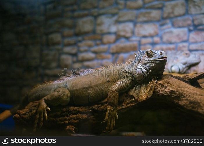 resting iguana