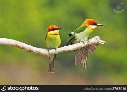 Resting on a branch, Chestnut-headed Bee eater (Merops leschenaulti)