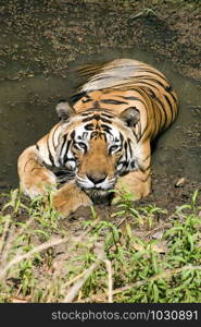 Resting tiger at Kanha Tiger reserve